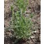 Nachtphlox / Sternbalsam (Zaluzianskya capensis)