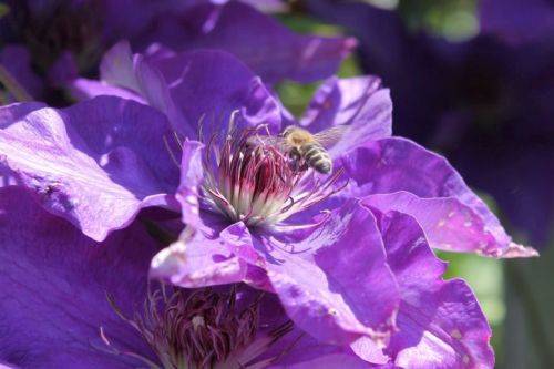 Clematis Clematis