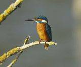 Eisvogel Eisvogel