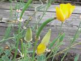 Kalifornischer Mohn