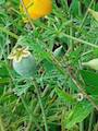 Kalifornischer Mohn