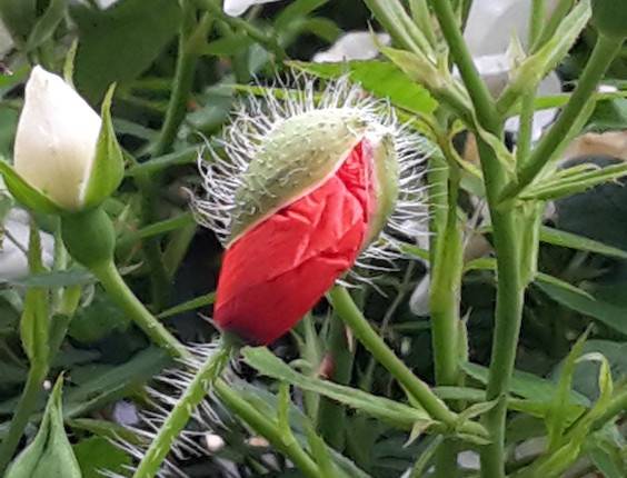 Klatschmohn Klatschmohn