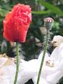 Klatschmohn