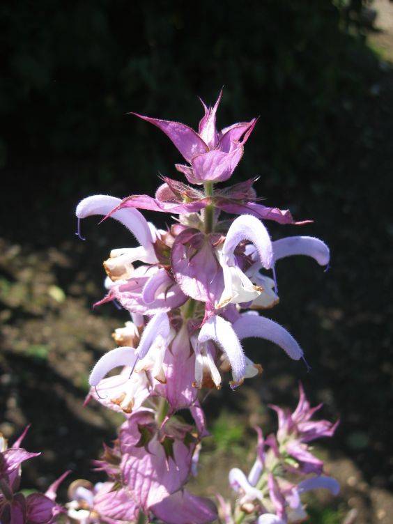 Muskateller Salbei