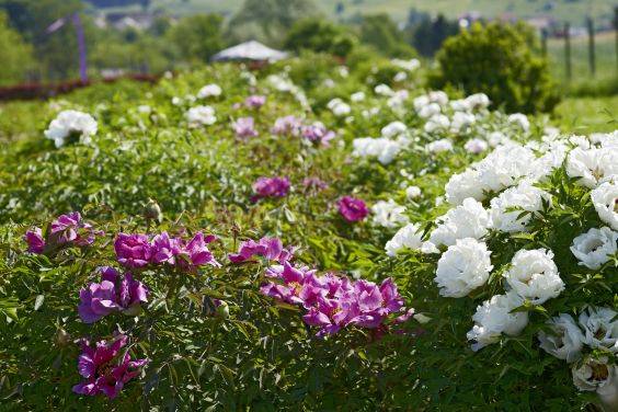 Päonien im Syringa Garten Päonien