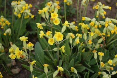 Schlüsselblume