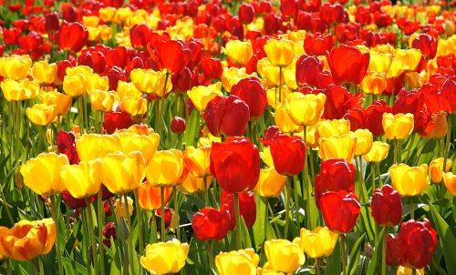 Tulpen Tulpen