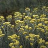 Helichrysum angustifolium
