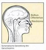 Schematische Darstellung des Geruchssinns