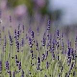 Lavendel