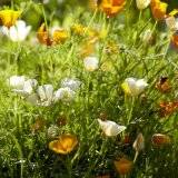 Eschscholzia californica, Kalifornischer Mohn