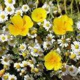 Anthemis nobilis