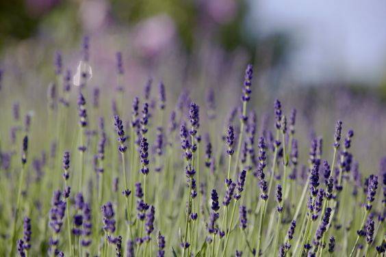 Lavendel