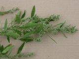 Chenopodium