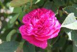 Damaszener Rose