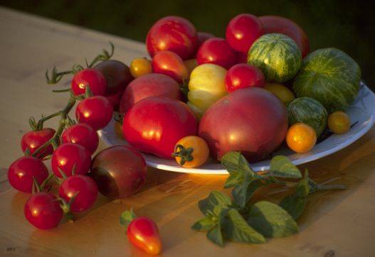 Tomaten