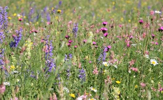 Blumenwiese