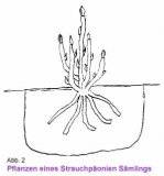 Strauchpfingstrosenpflanzung