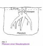 Strauchpfingstrosenpflanzung