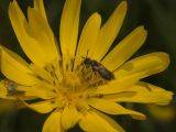Andrena fulvago - Pippau-Sandbiene an Tragopogon pratensis, Wiesenbocksbart
