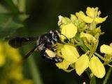 Andrena agilissima - Blauschillernde Sandbiene an Sinapsis arvensis, Ackersenf