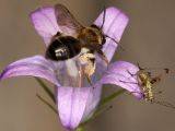 Andrena bicolor - Zweifarbige Sandbiene an Campanunla rapunculus, Rapunzel-Glockenblume