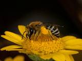 Colletes similis an Anthemis tinctoria