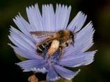 Dasypodahirtipes an Cichorium intybus