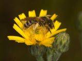Halictus scabiosae - Gl&auml;nzende Sandbiene an Picris hieracioides, Gew&ouml;hnliches Bitterkraut