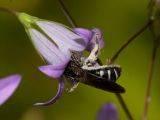 Lasioglossum costulatum - Glockenblumen-Schmalbiene an Campanula rapunculus, Rapunzel-Glockenblume
