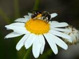 Lasioglossum calceatum an Matriacaria inodora