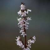 Abeliophyllum distichum, Wei&szlig;e Duftforsythie