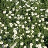 Anthemis nobilis var. plena