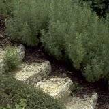 Artemisia abrotanum