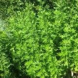 Artemisia vulgaris
