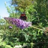 Buddleia davidii