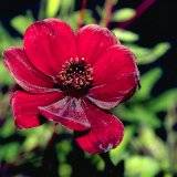 Cosmos atrosanguineus