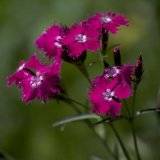 Dianthus monspessulanus