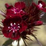 Dianthus barbatus atropurpureus