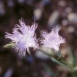 Dianthus spicifolius