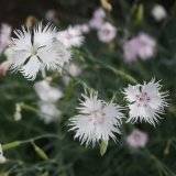 Dianthus spiculifolius