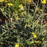 Eruca vesicaria