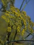 Fenchel, Foeniculum vulgare var. rubrum