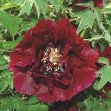 Paeonia tenuifolia plena, Schmalbl&auml;ttrige Pfingstrose, gef&uuml;llt