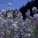 Hesperis matronalis