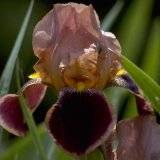 Iris barbata elatior Chocolate, Schokoladeniris