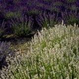 Lavendel