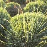 Lavendel