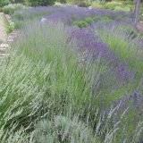 Lavendel