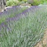 Lavendel